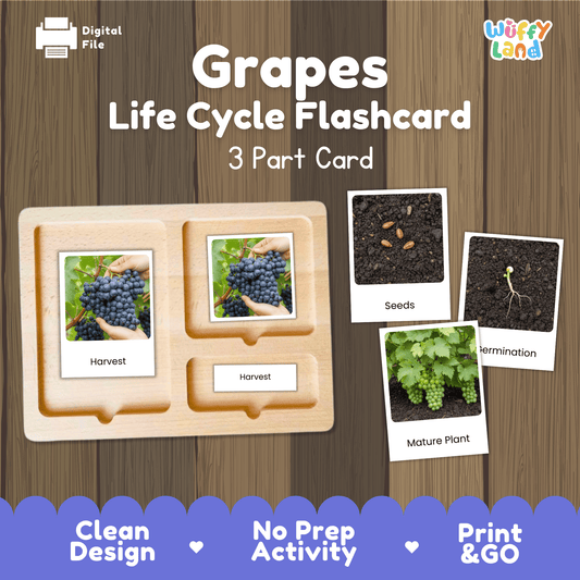Grapes Life Cycle Montessori 3-Part Cards - Science Botany Flashcards