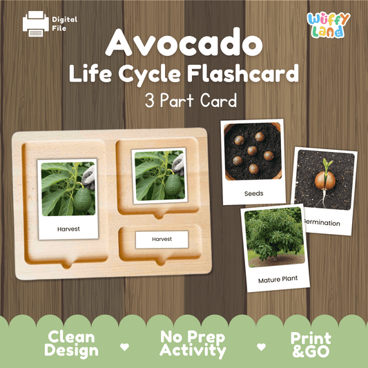 Avocado Life Cycle Montessori 3-Part Cards - Science Botany Flashcards