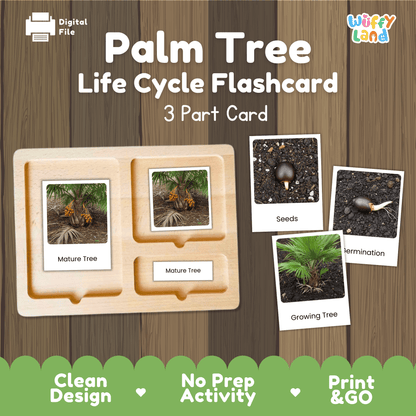 Palm Tree Life Cycle Montessori 3-Part Cards - Science Botany Flashcards