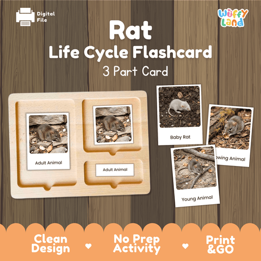Rat Life Cycle Montessori 3-Part Cards - Science Zoology Rodent Flashcards