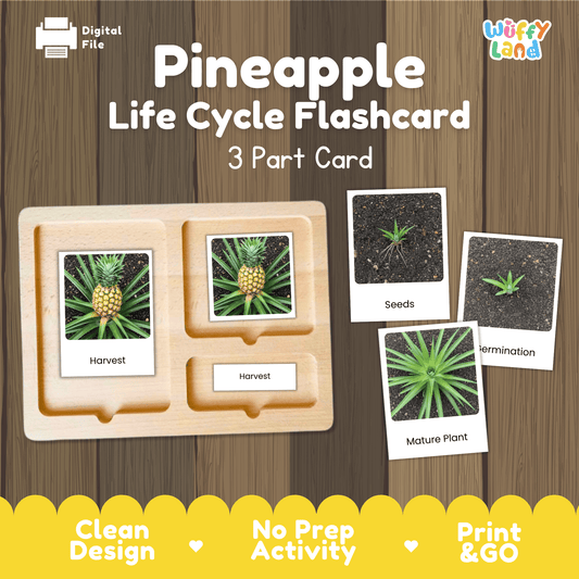 Pineapple Life Cycle Montessori 3-Part Cards - Science Botany Flashcards