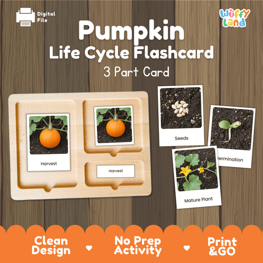 Pumpkin Life Cycle Flashcards Montessori 3 Part Cards Science Activity