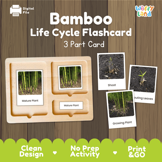 Bamboo Life Cycle Montessori 3-Part Cards - Science Botany Flashcards
