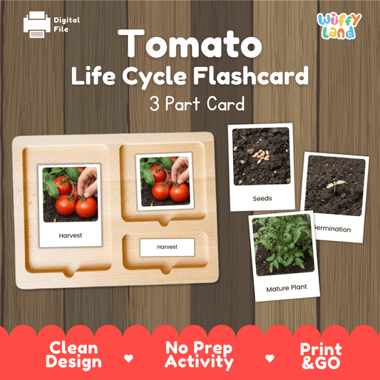 Tomato Life Cycle Flashcards Montessori 3 Part Cards Science Activity Garden