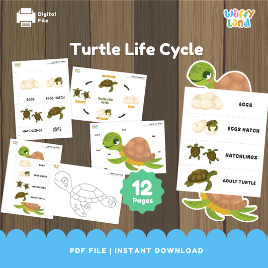 Turtle Life Cycle Educational - kids activities printable