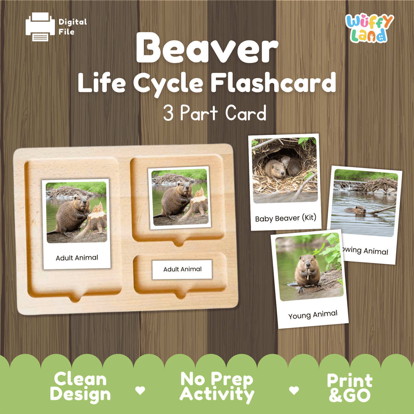 Beaver Life Cycle Montessori 3-Part Cards - Science Zoology Mammal Flashcards