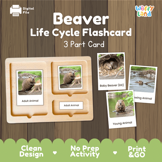 Beaver Life Cycle Montessori 3-Part Cards - Science Zoology Mammal Flashcards