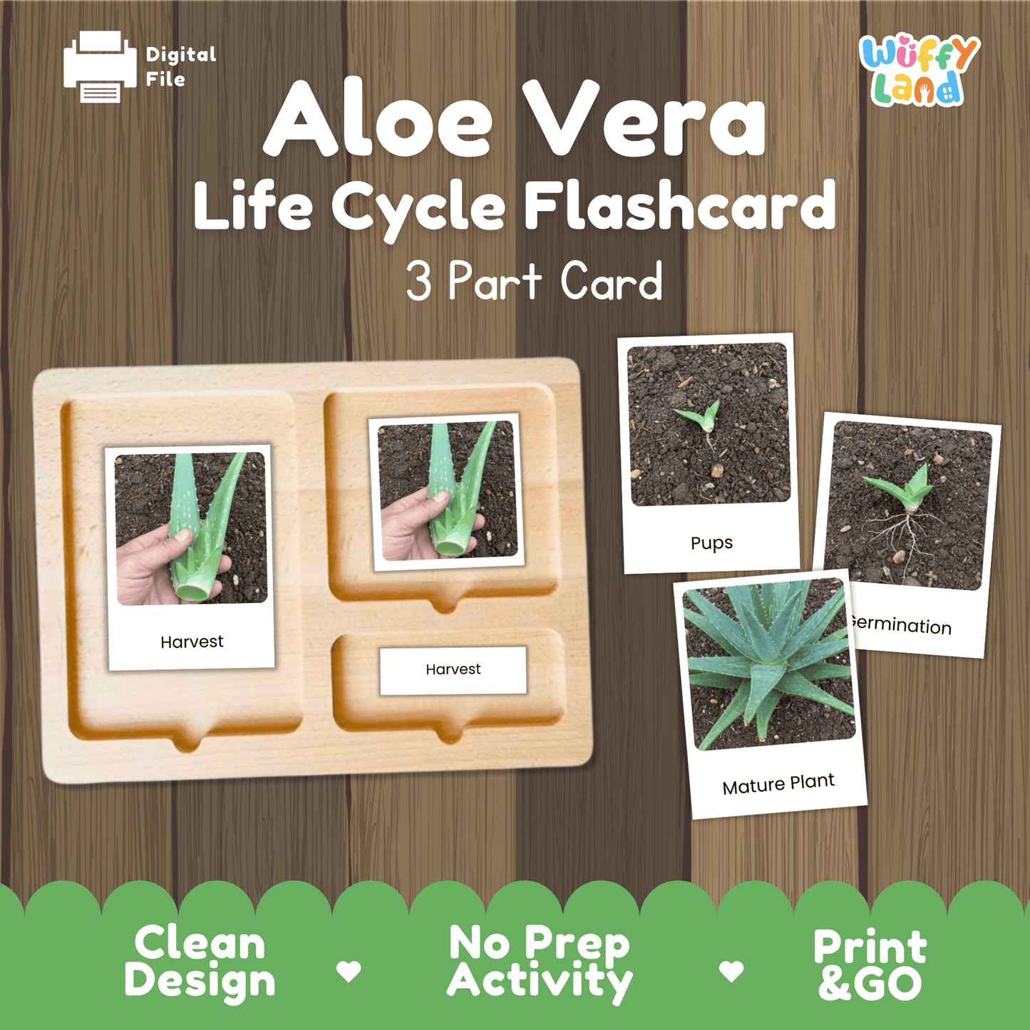 Aloe Vera Life Cycle Montessori 3-Part Cards - Science Botany Flashcards