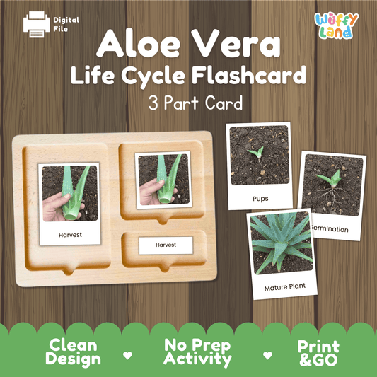 Aloe Vera Life Cycle Montessori 3-Part Cards - Science Botany Flashcards