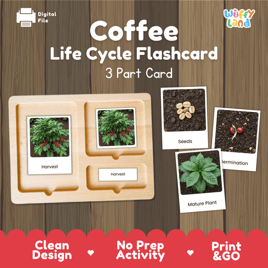 Coffee Life Cycle Montessori 3-Part Cards - Science Botany Flashcards