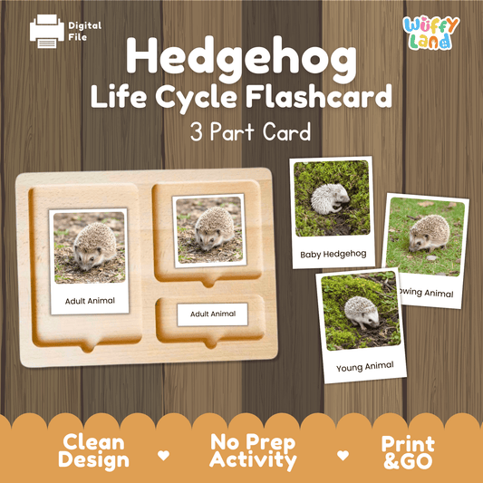 Hedgehog Life Cycle Montessori 3-Part Cards - Science Zoology Mammal Flashcards