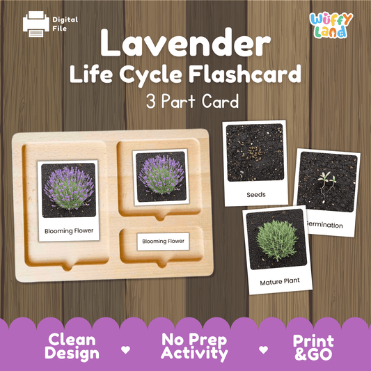 Lavender Life Cycle Montessori 3-Part Cards - Science Botany Flashcards