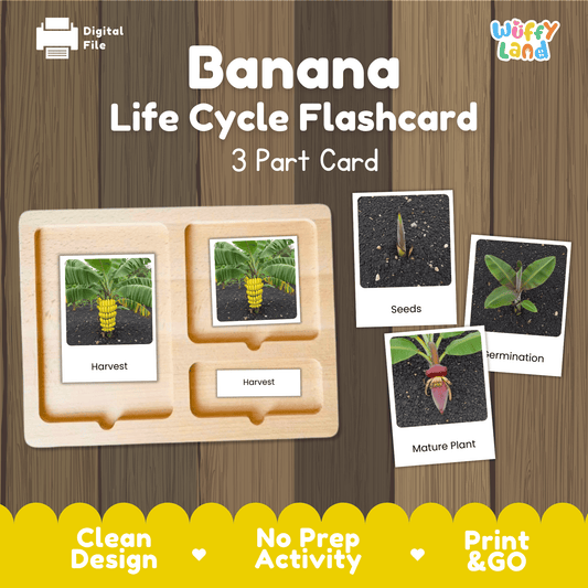 Banana Life Cycle Montessori 3-Part Cards - Science Botany Flashcards