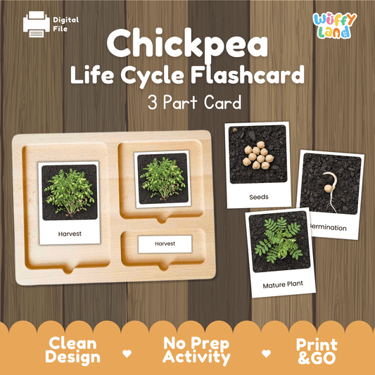 Chickpea Life Cycle Montessori 3-Part Cards - Science Botany Flashcards
