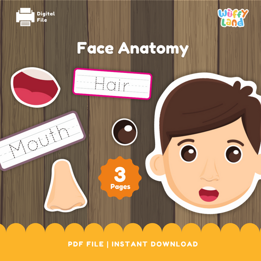Face Anatomy