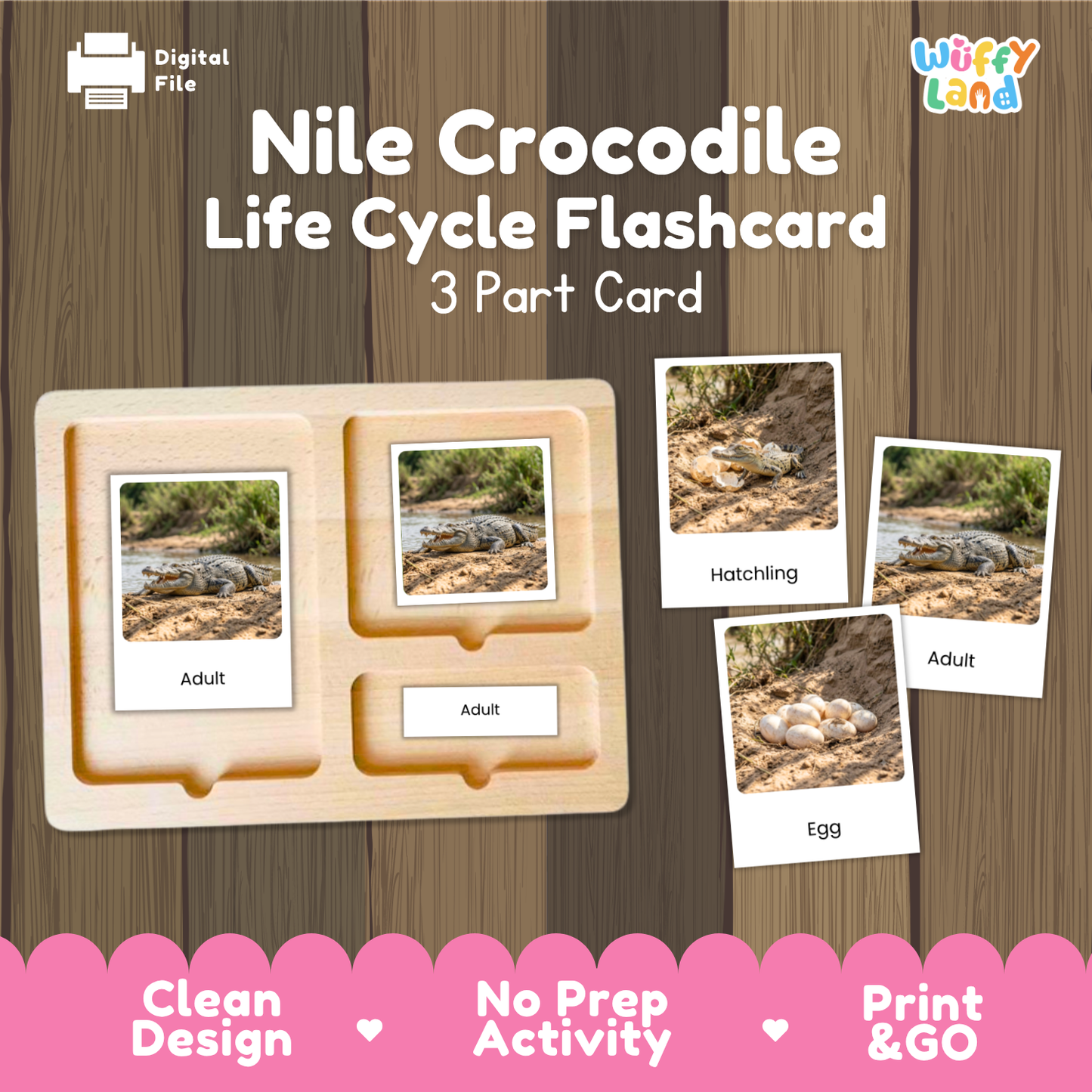 Nile Crocodile Life Cycle Flashcards 3 Part Cards Montessori Science Activity