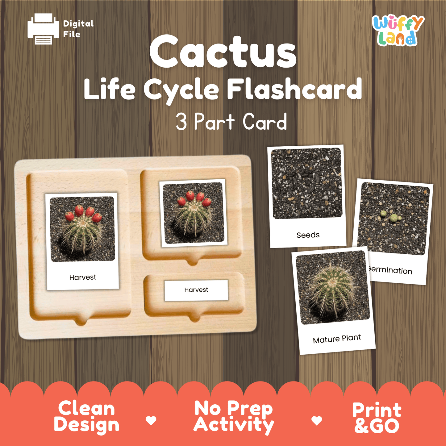 Cactus Life Cycle Montessori 3-Part Cards - Science Botany Flashcards