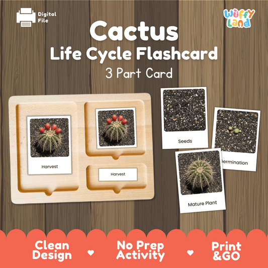 Cactus Life Cycle Montessori 3-Part Cards - Science Botany Flashcards