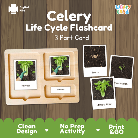 Celery Life Cycle Activity Cut Paste Worksheet Science Plant Growth Sequencing