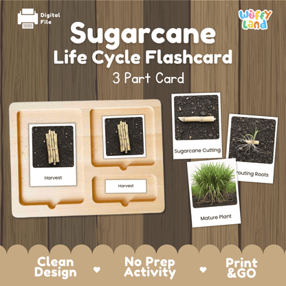 Sugarcane Life Cycle Montessori 3-Part Cards - Science Botany Flashcards