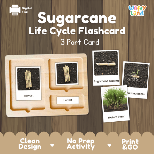 Sugarcane Life Cycle Montessori 3-Part Cards - Science Botany Flashcards