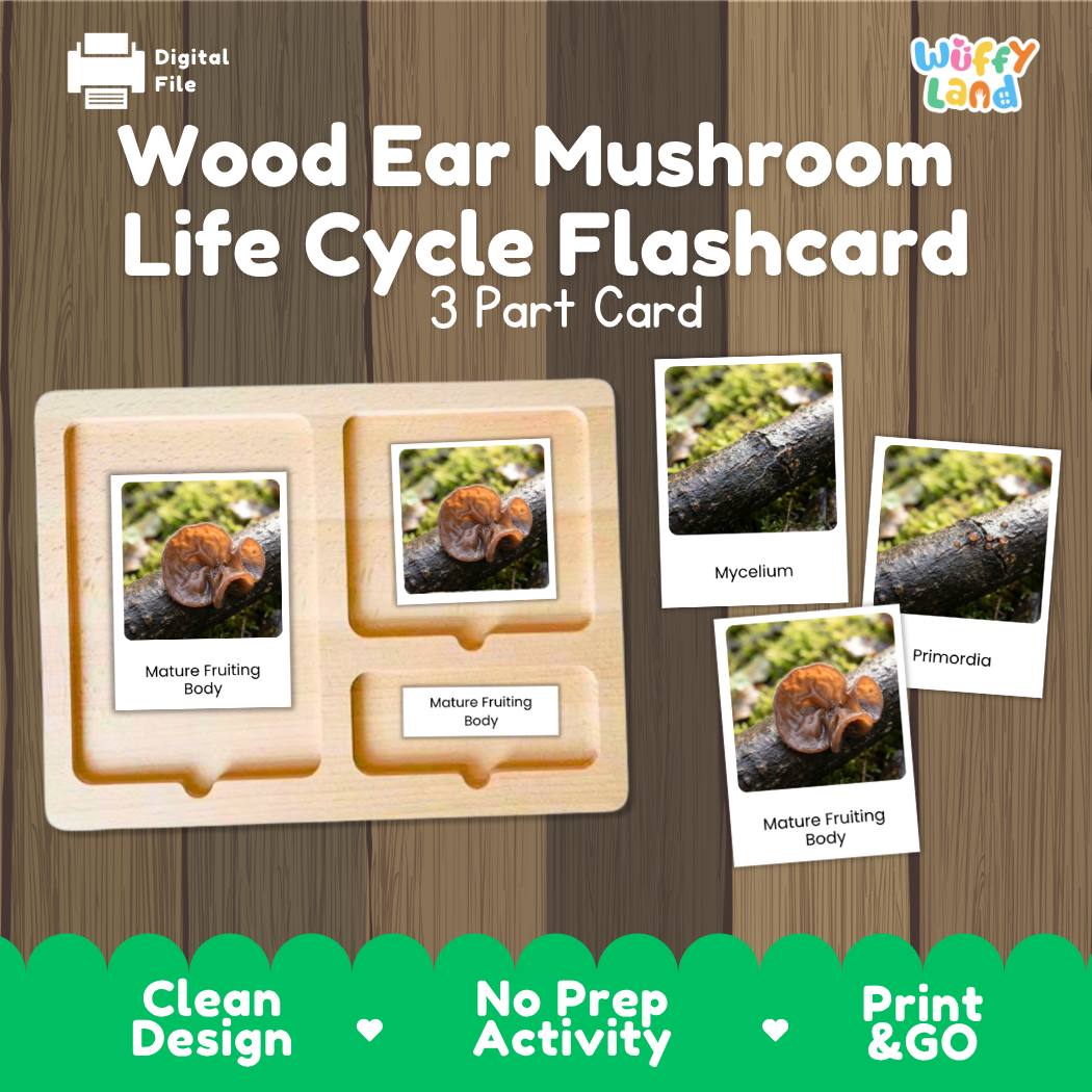 Wood Ear Mushroom Life Cycle Flashcards 3 Part Cards Montessori Science Printable