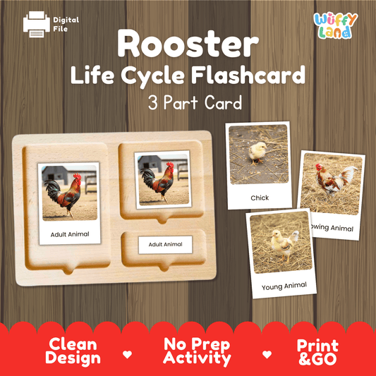 Rooster Life Cycle Montessori 3-Part Cards - Science Zoology Farm Bird Flashcard