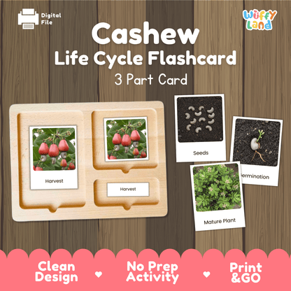 Cashew Life Cycle Montessori 3-Part Cards - Science Botany Flashcards