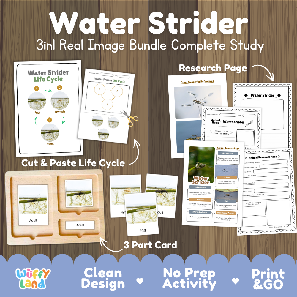 Water Strider Life Cycle 3 in 1 Bundle Pond Skater Gerrid Aquatic Insect Surface Tension Animal Research Real Images Montessori 3 Part Cards