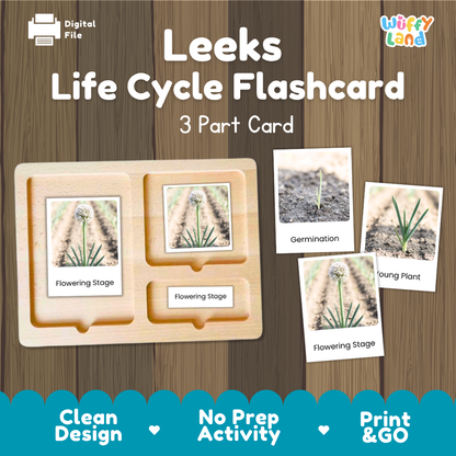 Leeks Life Cycle Flashcards 3 Part Cards Montessori Science Printable