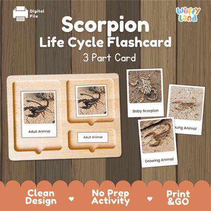 Scorpion Life Cycle Montessori 3-Part Cards - Science Zoology Arachnid Flashcard