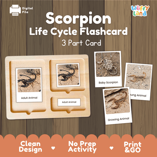 Scorpion Life Cycle Montessori 3-Part Cards - Science Zoology Arachnid Flashcard