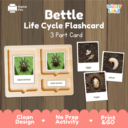 Beetle Life Cycle Montessori 3-Part Cards - Science Zoology Flashcards