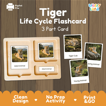 Tiger Life Cycle Montessori 3-Part Cards - Science Zoology Mammal Flashcards
