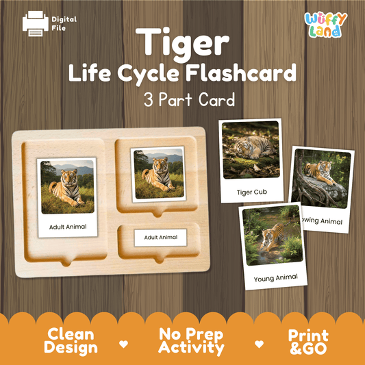 Tiger Life Cycle Montessori 3-Part Cards - Science Zoology Mammal Flashcards