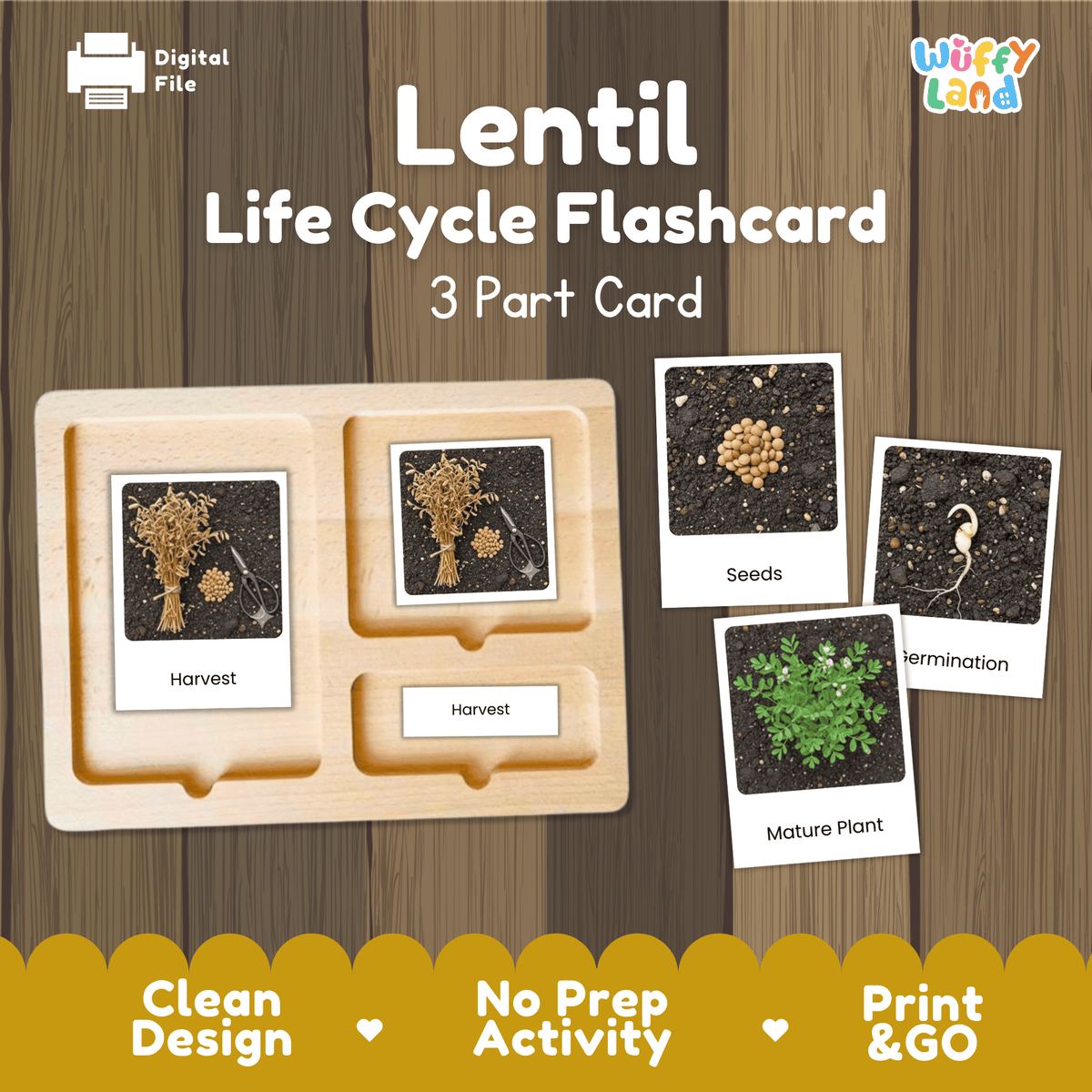 Lentil Life Cycle Montessori 3-Part Cards - Science Botany Flashcards