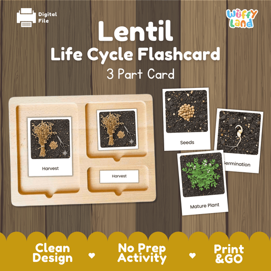 Lentil Life Cycle Montessori 3-Part Cards - Science Botany Flashcards