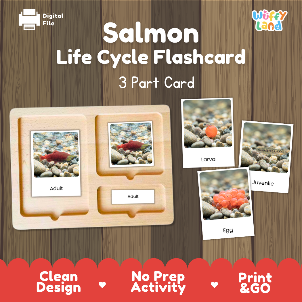 Salmon Life Cycle Flashcards 3 Part Cards Montessori Science Printable
