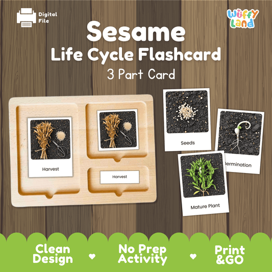 Sesame Life Cycle Montessori 3-Part Cards - Science Botany Flashcards