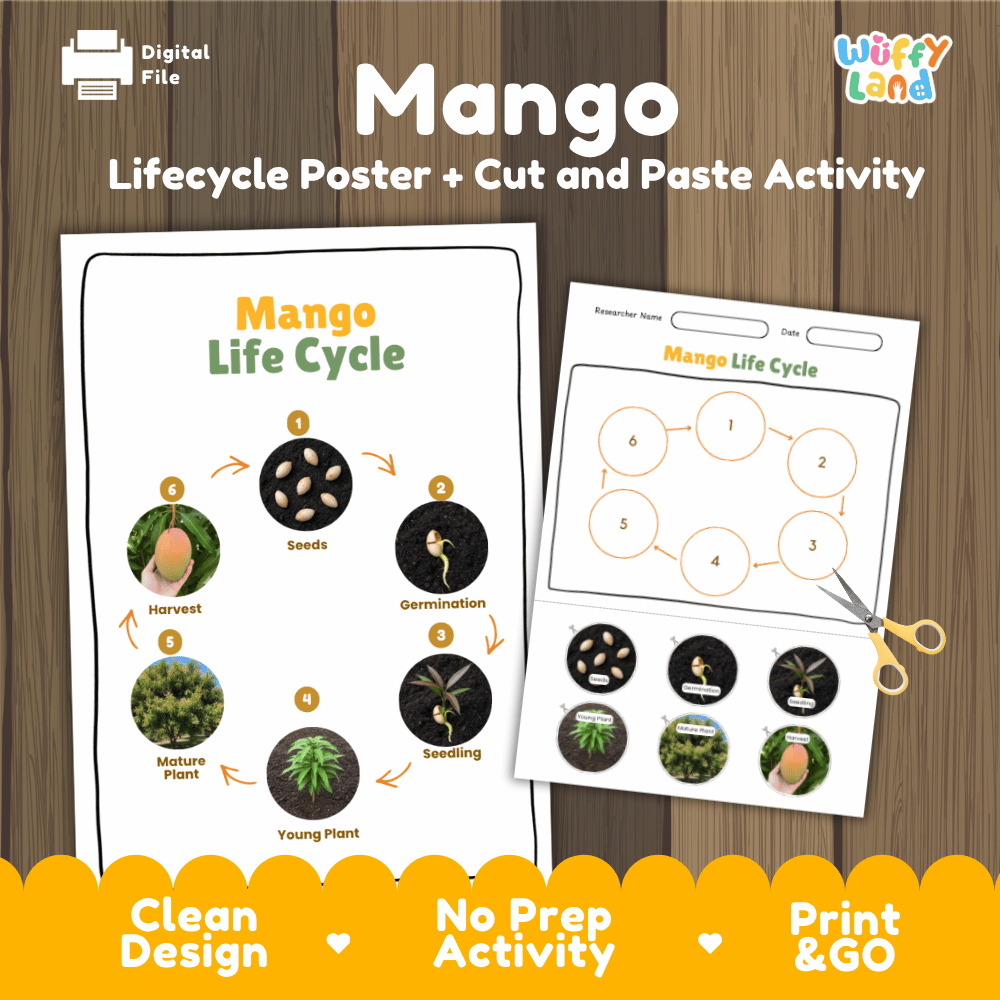 Mango Lifecycle Poster and Cut and Paste Activity Worksheets | Plant Science Printables