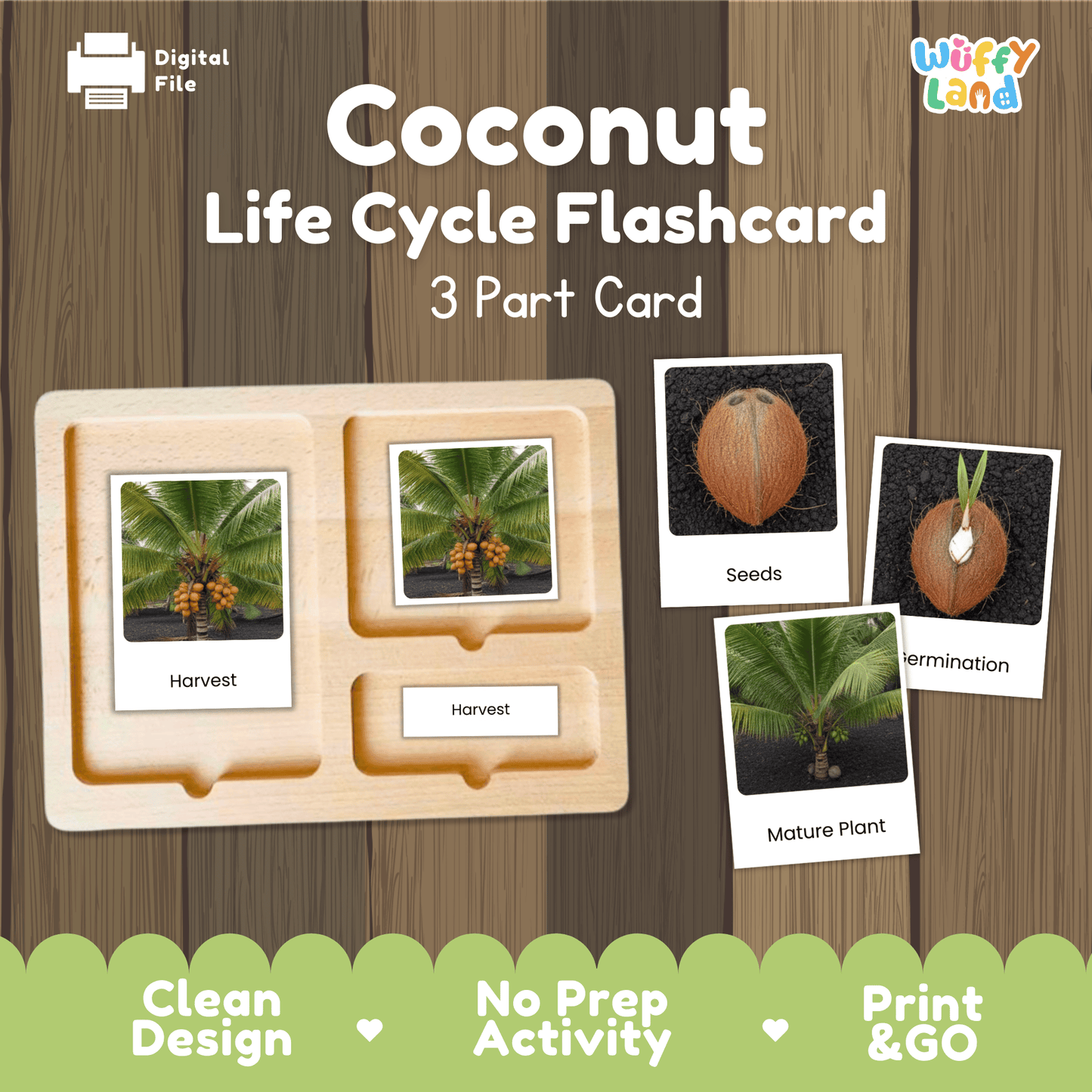 Coconut Life Cycle Montessori 3-Part Cards - Science Botany Flashcards