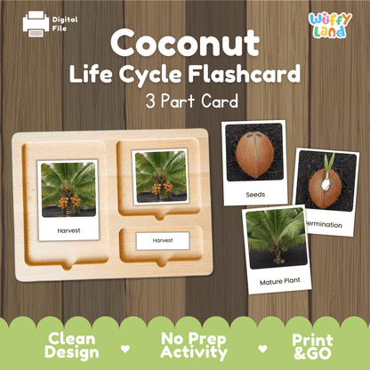 Coconut Life Cycle Montessori 3-Part Cards - Science Botany Flashcards