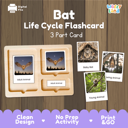 Bat Life Cycle Montessori 3-Part Cards - Science Zoology Mammal Flashcards