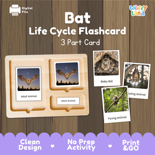 Bat Life Cycle Montessori 3-Part Cards - Science Zoology Mammal Flashcards