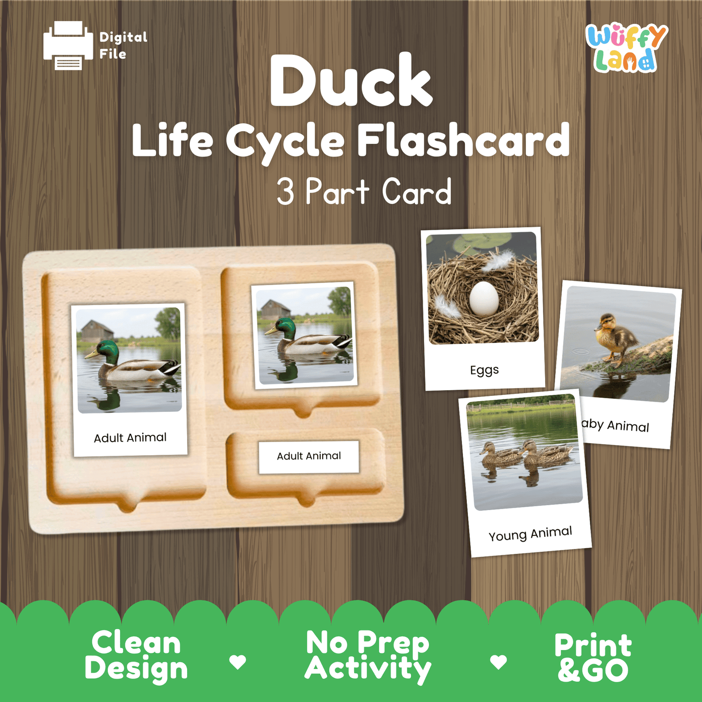 Duck Life Cycle Montessori 3-Part Cards - Science Zoology Flashcards
