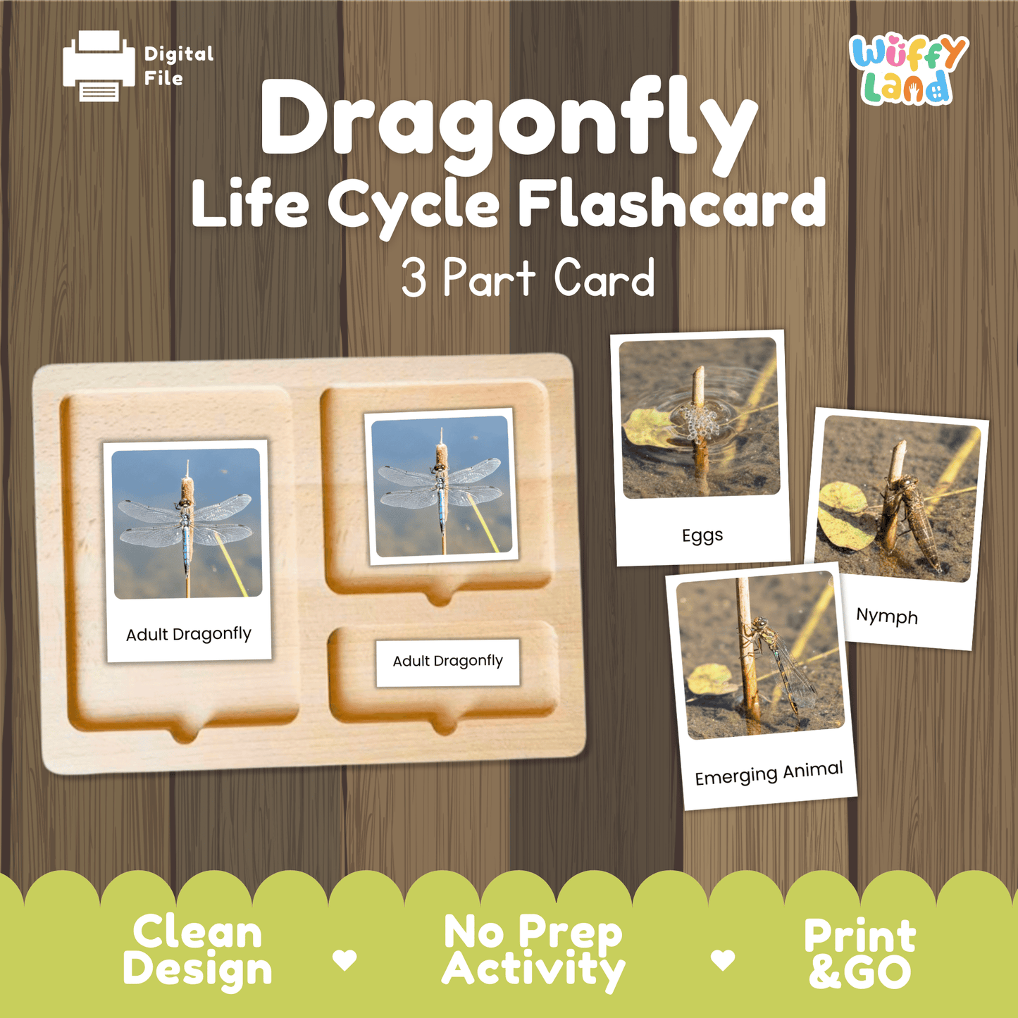 Dragonfly Life Cycle Montessori 3-Part Cards - Science Zoology Insect Flashcards