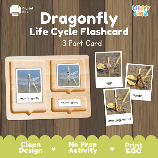 Dragonfly Life Cycle Montessori 3-Part Cards - Science Zoology Insect Flashcards