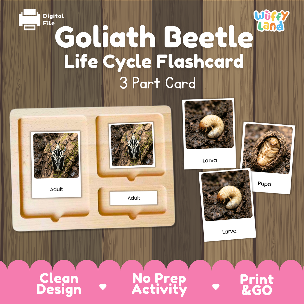 Goliath Beetle Life Cycle Flashcard 3 Part Cards Science Activity Printable