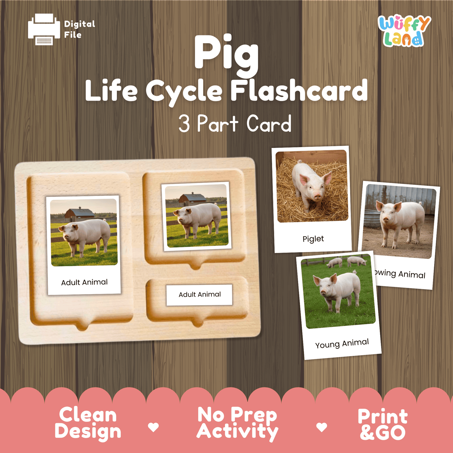 Pig Life Cycle Montessori 3-Part Cards - Science Zoology Flashcard
