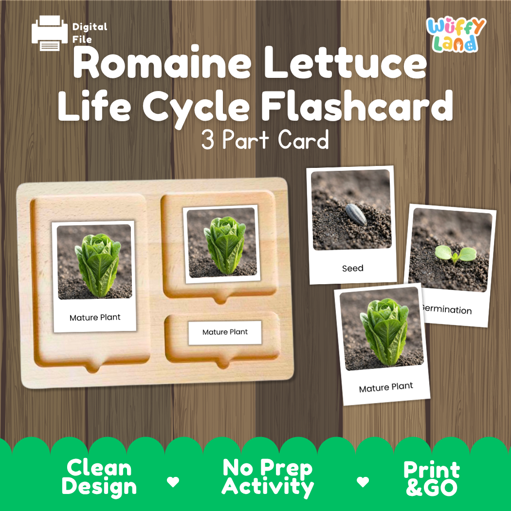 Romaine Lettuce Life Cycle Flashcard 3 Part Card Montessori Printable Activity